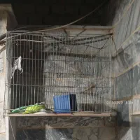 قفس|لوازم جانبی حیوانات|بروجرد, |دیوار