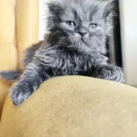 واگـذاری بچه گربه ن ژ ا د د ا ر|گربه|اصفهان, سرچشمه|دیوار