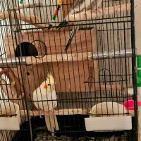 عروس هلندی|پرنده|تهران, زرکش|دیوار