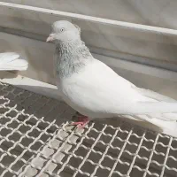 کبوتر کله ای الماسی وآبی|پرنده|قم, نیروگاه|دیوار
