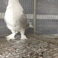 کبوتر زینتی تزئینی لاهوری الماسی