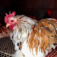 خروس کوشین|حیوانات مزرعه|کرمان, |دیوار