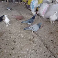 کبوتر سینه ای رواعب پلاکی دم سفید|پرنده|قم, سرحوض|دیوار