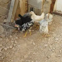 فروش نیمچه گلین و محلی اصیل|حیوانات مزرعه|شیراز, نصر|دیوار