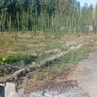 باغ زاویه حسن خان خوی زیوه