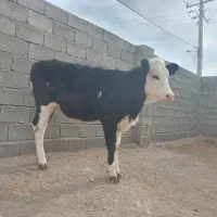 گوساله سمینتال ماده