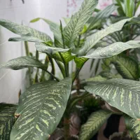 گل طبعی قشنگ دوعدد باگلدان