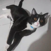 گربه نر جهت جفتگیری|گربه|مشهد, شهید بصیر|دیوار