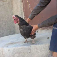 ۵۰۰|حیوانات مزرعه|درمیان, |دیوار