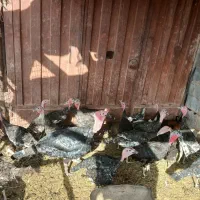۱۰ عدد بوقلمون جوان|حیوانات مزرعه|اصفهان, بهارستان|دیوار