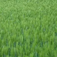 زمین کشاورزی بر اتوبان سراب به ایوان