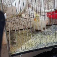 فروش تعدادی عروس هلندی و طوطی ملنگو|پرنده|شوش, |دیوار