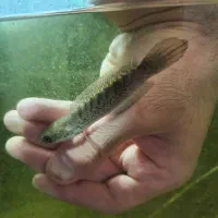 چانا استوارتی و اسیاتیک و بلوپالچرا