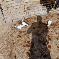 ۳ عدد طوقی بسیار زیبا|پرنده|قزوین, |دیوار