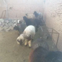 بره نر کشتاری|حیوانات مزرعه|جرقویه, |دیوار