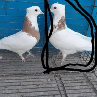 طوقی گم شده|حیوانات|زارچ, |دیوار