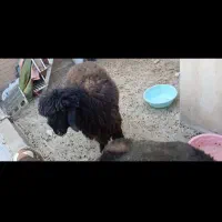 یک عدد بره درشت عالی|حیوانات مزرعه|اهواز, نادری|دیوار