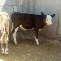 گوساله ماده