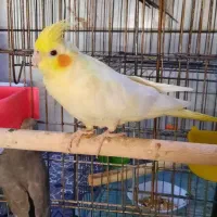 یک جفت عروس هلندی