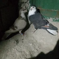 کفتر|پرنده|سراوان, |دیوار