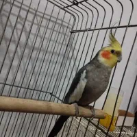 عروس هلندی نر بالغ