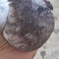کبوتر سوسکی و کاشونی|پرنده|شاهین‌شهر, شهرک گلدیس|دیوار