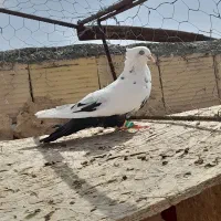 پرنده یا کبوتر