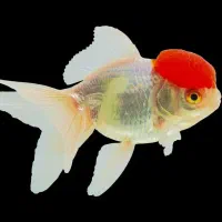 کله قرمز و وایت