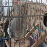 عروس هلندی ماده