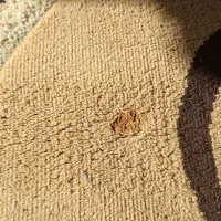 قالیچه آشپزخانه|فرش|اندیشه, اندیشه فاز ۵|دیوار