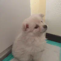 سگ پامر|سگ|برخوار, |دیوار