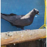 کبوتر زاغ جفت نروماده حیون خوب فروش فوری