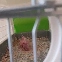 پرنده|پرنده|مریوان, |دیوار