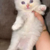 فروش گربه نژاد دار|گربه|گرگان, |دیوار