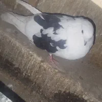کفتر|پرنده|بهارستان, |دیوار
