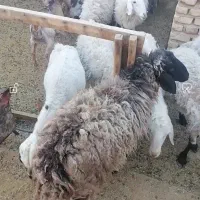 بز و کره و میش جمل زا