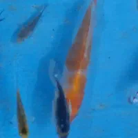 ماهیکوی۳۵|ماهی|مشهد, چهارچشمه|دیوار