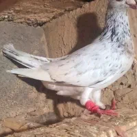 کبوتر.پرنده.|پرنده|چناران, |دیوار