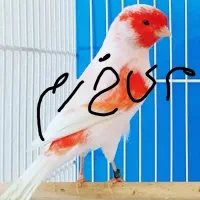 قناری و سهره