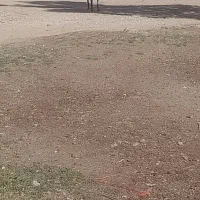 سگ تازی|سگ|قروه, |دیوار