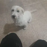 سگ ۵۰۰ تومن|سگ|محمدیه-قزوین, |دیوار