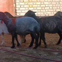 شاه میش داشتی