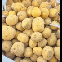 سیبخاکیدرجه.یک۴۰تون