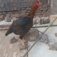 مرغ لاری ۶دنگ