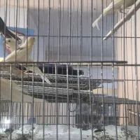 جوجه قناری پرتقالی و موزایکی ۴ماه بالق