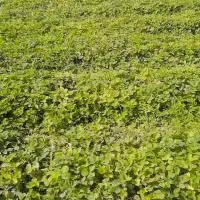 نهال توت فرنگی سابرینا|خدمات باغبانی و درختکاری|دلند, |دیوار