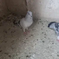 کبوتر شامی  برفی نرو ماده