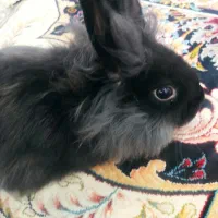 خرگوش پشمالو نر دستی