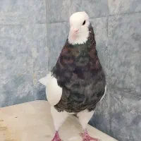 چند تا طوقی خوب|پرنده|فسا, |دیوار