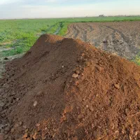 کودگوسفندی